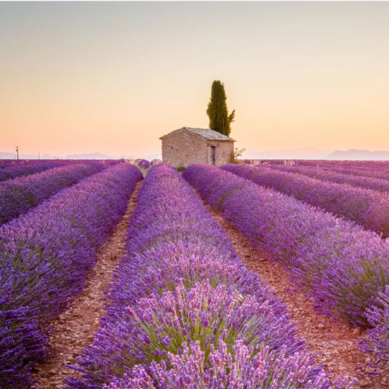 Fleurs de lavande françaises séchées
